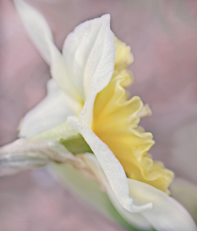 Spring Photograph - Softness of a Daffodil Flower by Jennie Marie Schell