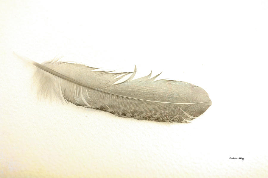 Softness of a Feather Photograph by Randi Grace Nilsberg