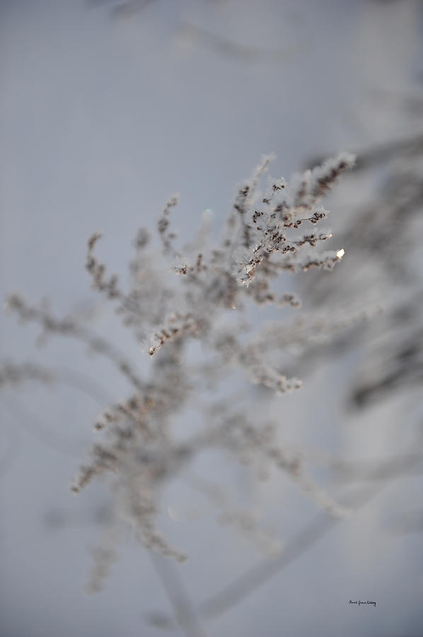 Softness of Frost Photograph by Randi Grace Nilsberg