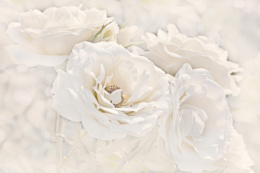 Softness of Ivory Roses Photograph by Jennie Marie Schell