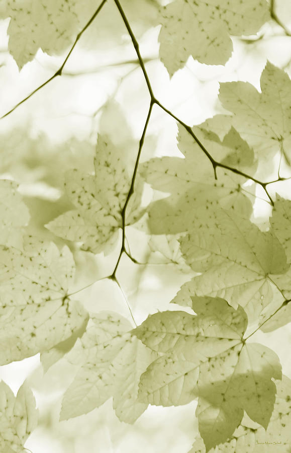 Softness of Olive Green Maple Leaves Photograph by Jennie Marie Schell