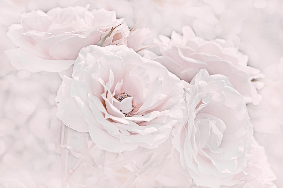 Softness of Pink Roses Photograph by Jennie Marie Schell