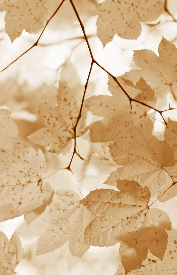 Softness of Rusty Brown Leaves Photograph by Jennie Marie Schell