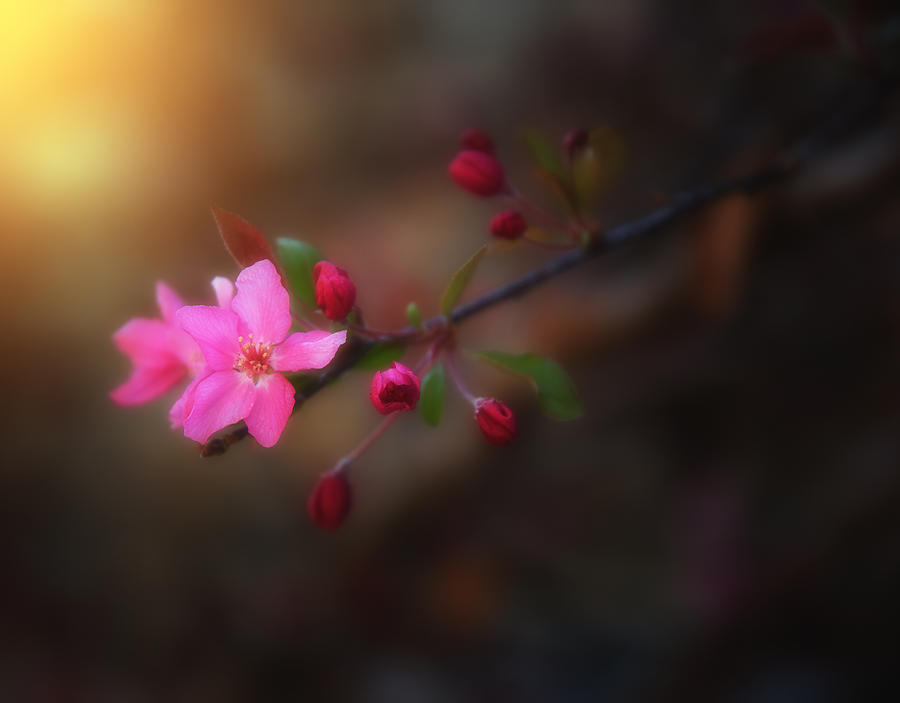 Flower Photograph - Softness of Spring by Darren White