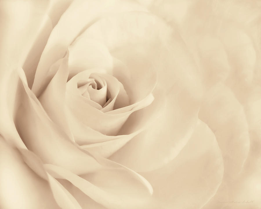Softness of the Rose in Beige Photograph by Jennie Marie Schell