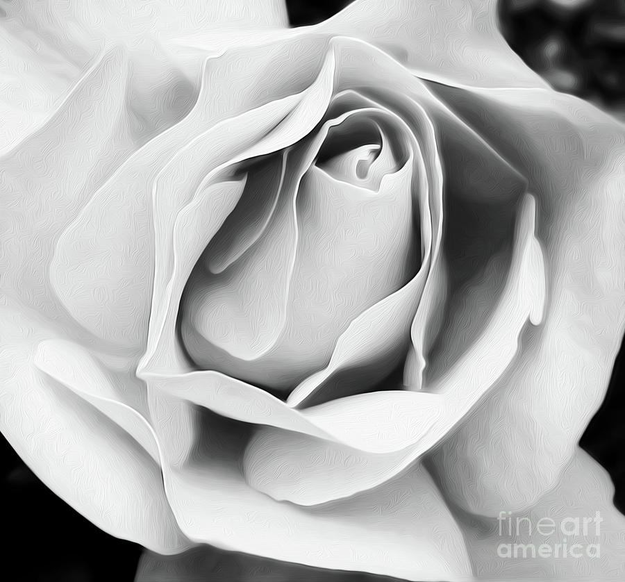 Black And White Photograph - Softness Unfolding by Kaye Menner