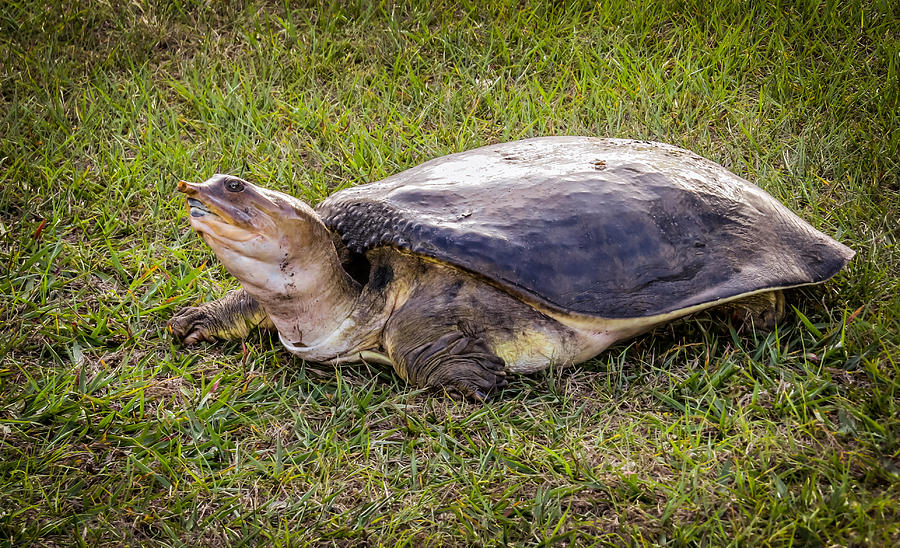 Softshell turtle Photograph by Zina Stromberg - Fine Art America