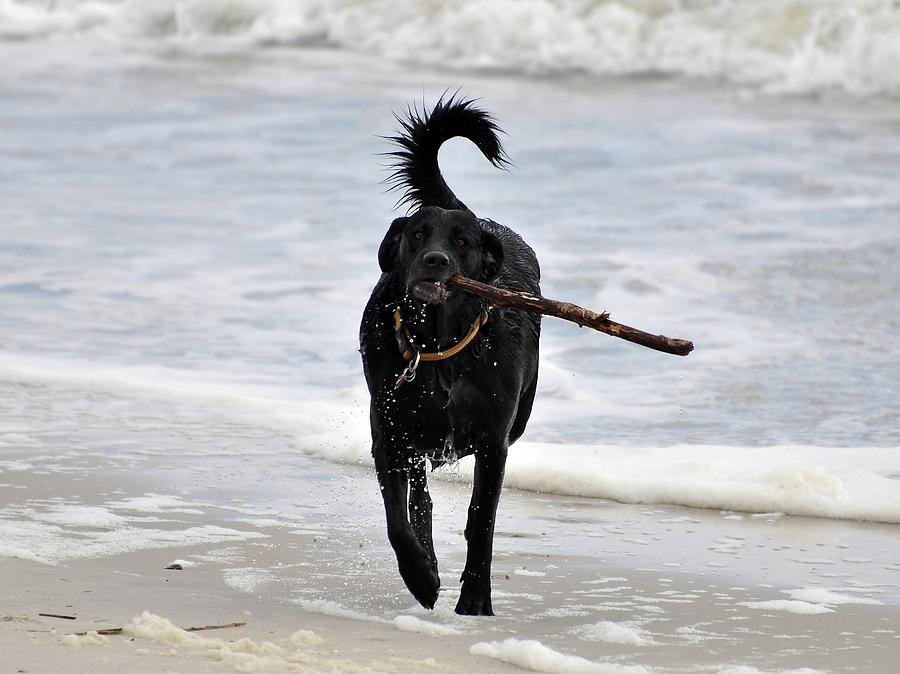 Soggy Stick Photograph by Al Powell Photography USA