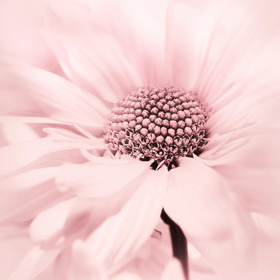 Soiree in Cotton Candy Pink Photograph by Darlene Kwiatkowski