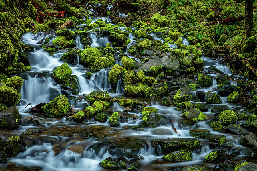 Sol Duc Falls Trail 2 Photograph by Mike Penney