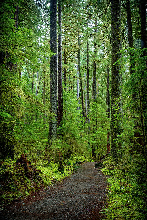 Sol Duc Falls Trail 7 Photograph by Mike Penney - Fine Art America