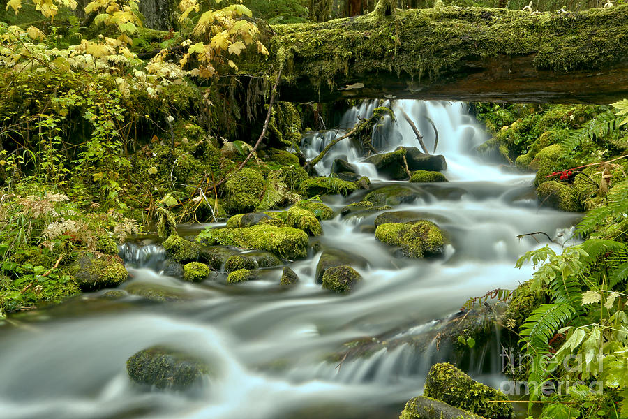 Sol Duc Rainforest Stream Photograph by Adam Jewell