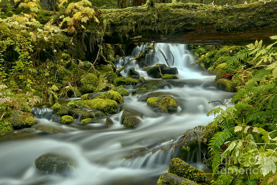 Sol Duc Swirling Streams Photograph by Adam Jewell