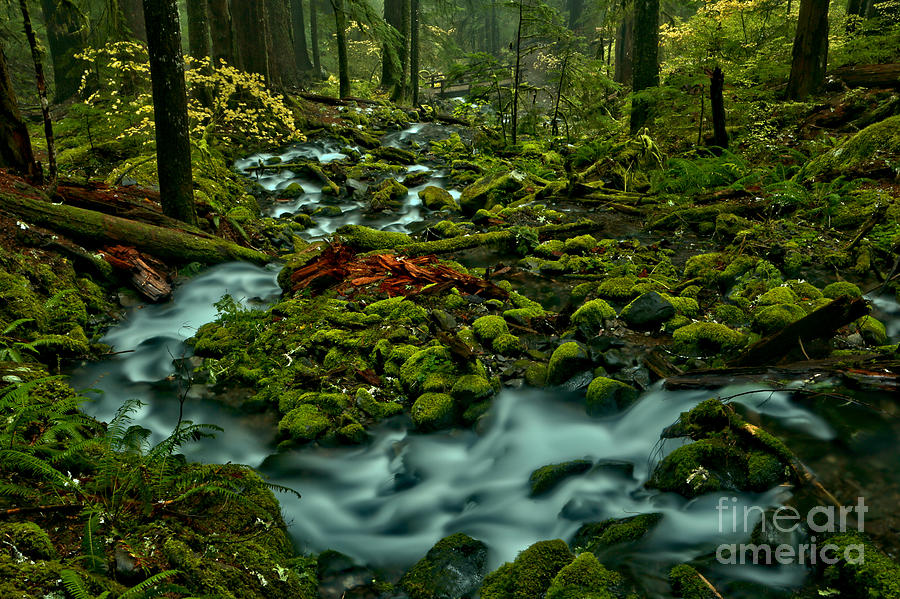 Sol Duc Tranquility Photograph by Adam Jewell