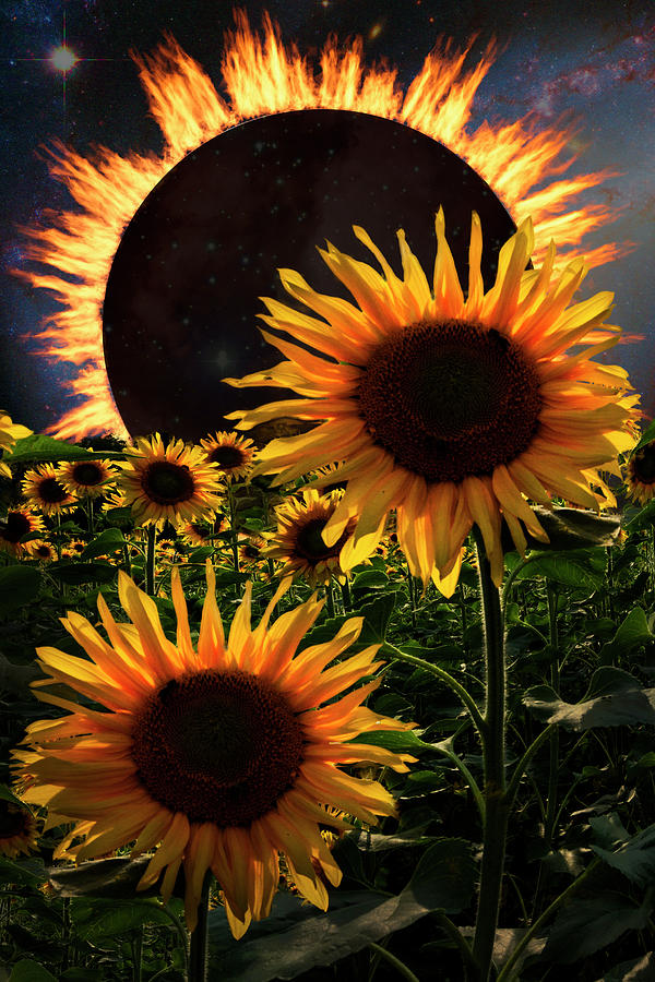 Solar Corona Over the Sunflowers Photograph by Debra and Dave Vanderlaan