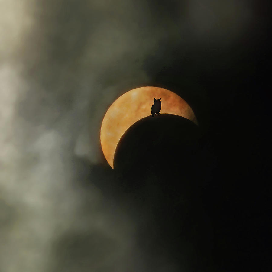 Solar Eclipse 2017 Photograph by Carrie Ann Grippo-Pike