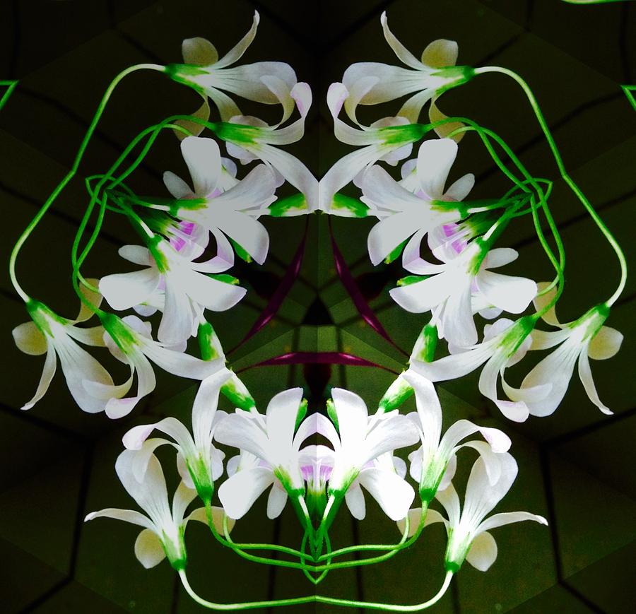 Solar Flower 2.5 Photograph by Sarah LaBruce Fine Art America