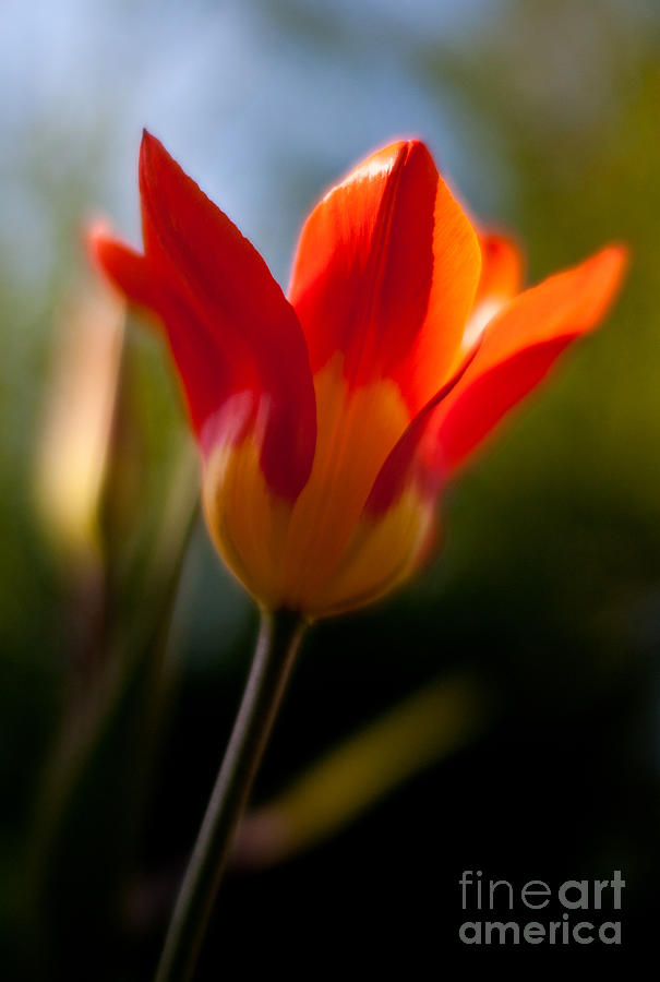 Tulip Photograph - Solar Petals by Mike Reid