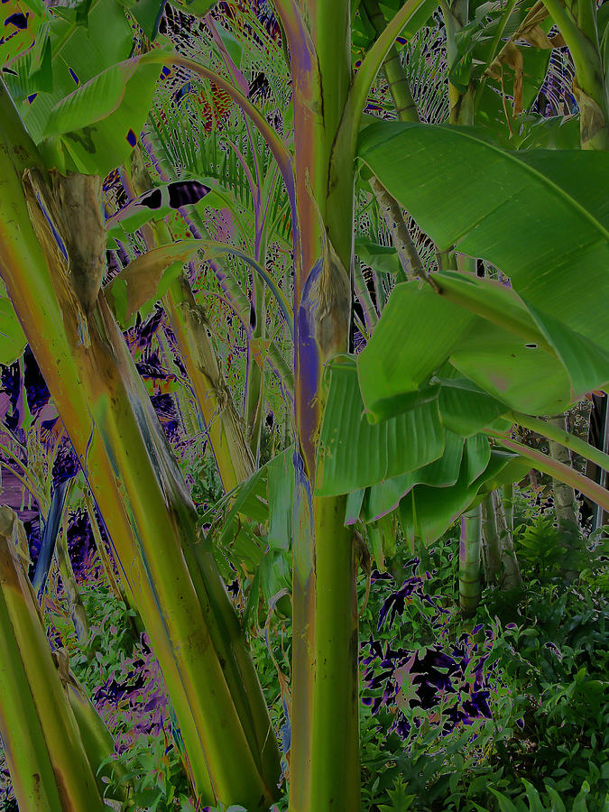 Tree Photograph - Solarized Banana Trees by Roger Mullenhour