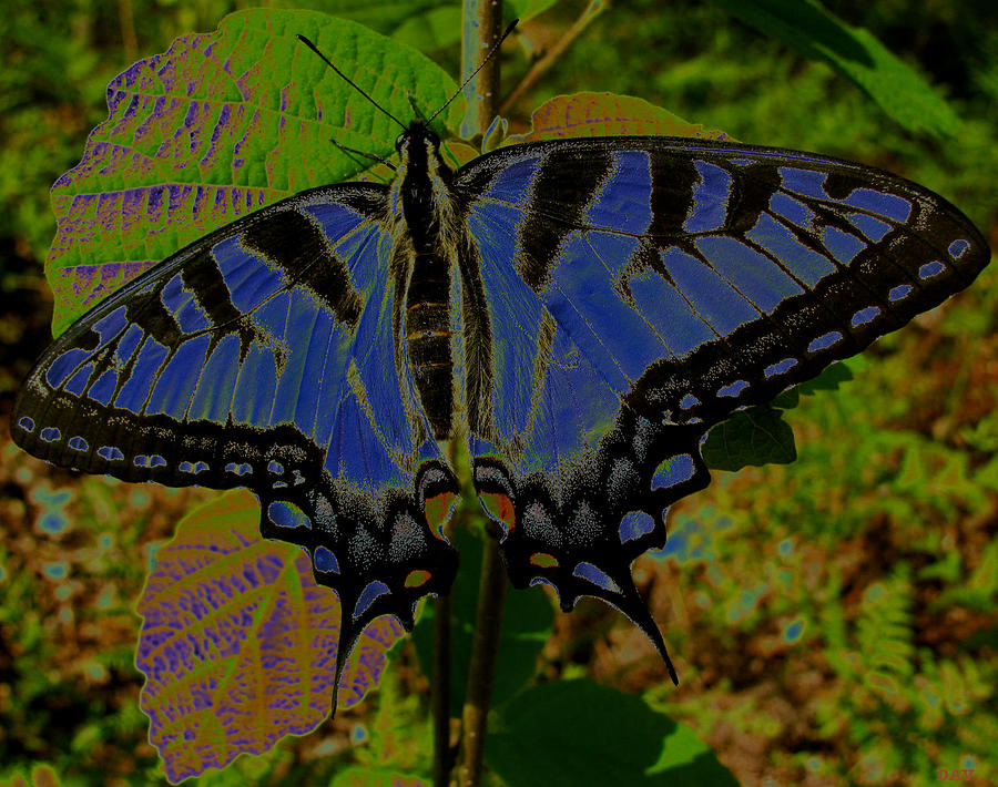 Butterfly Photograph - Solarized Butterfly by Debra     Vatalaro