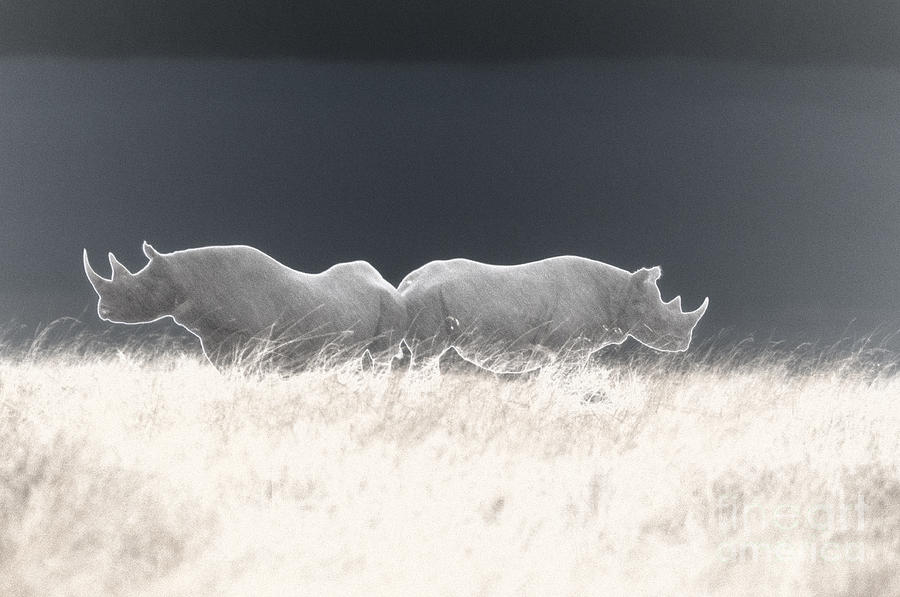 Solarized Rhinos Photograph by Paulette Sinclair