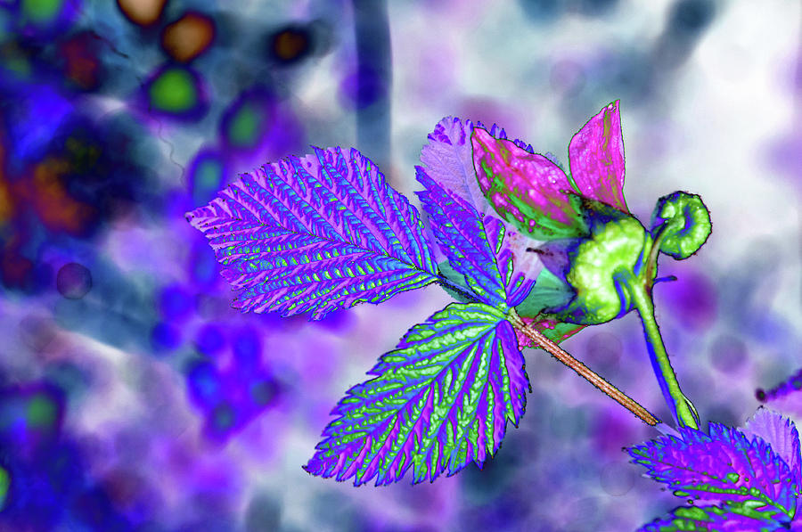 Solarized Salmonberry Flower Photograph by Cathy Mahnke