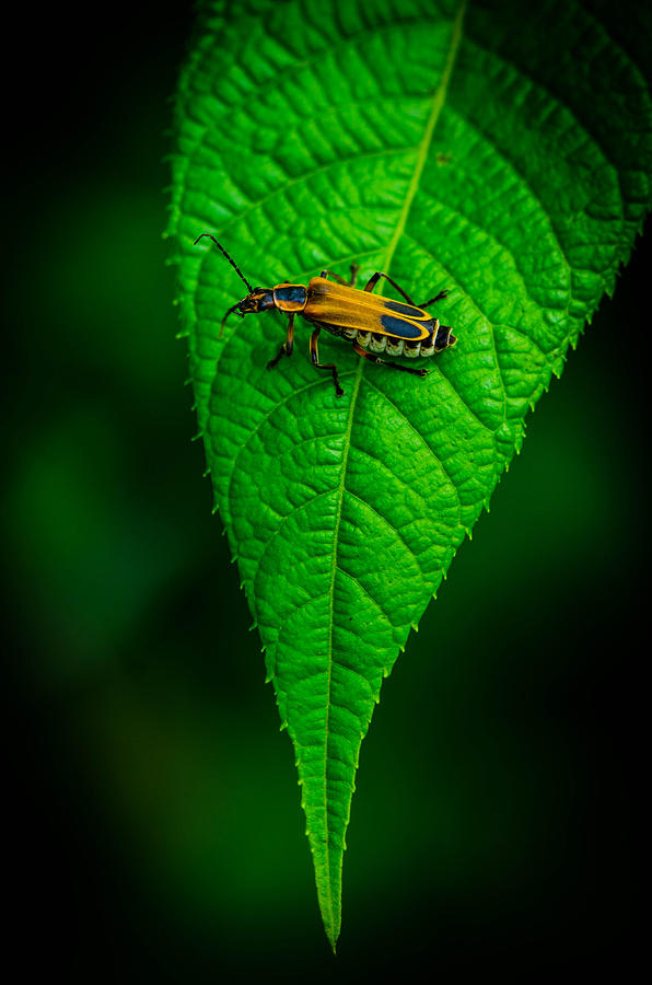 Soldier Beetle Photograph by Bruce Pritchett