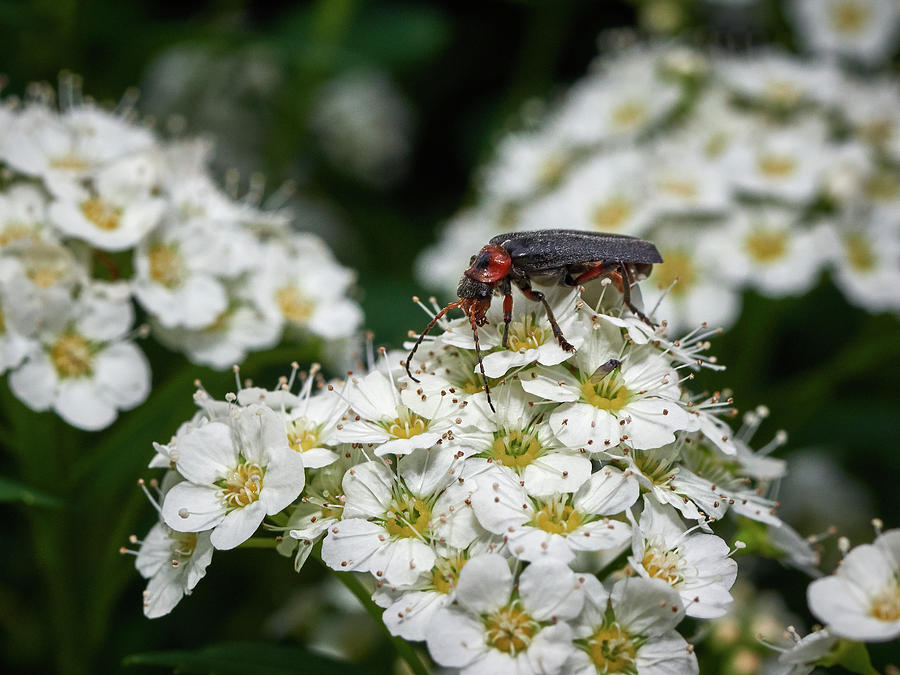 Soldier Beetle Photograph by Jouko Lehto
