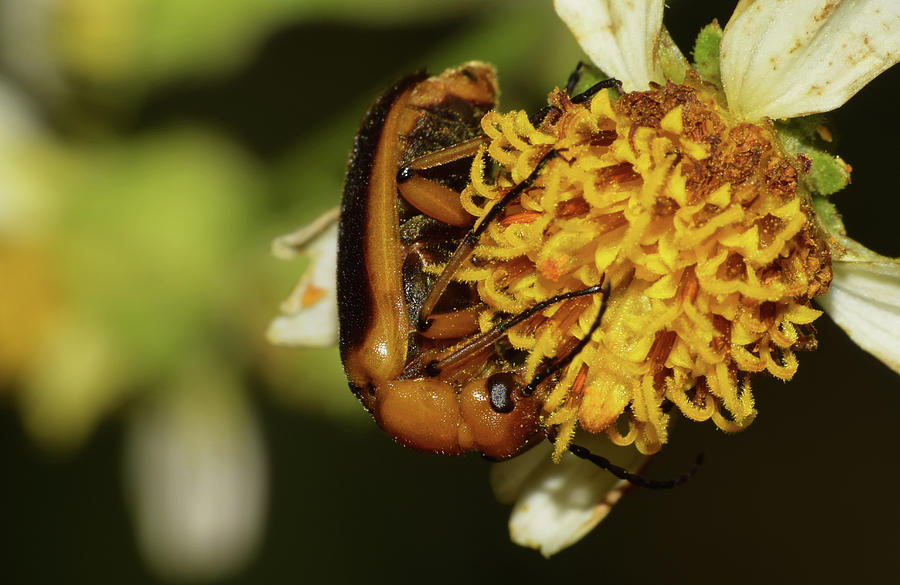 Soldier Beetle Photograph by Larah McElroy