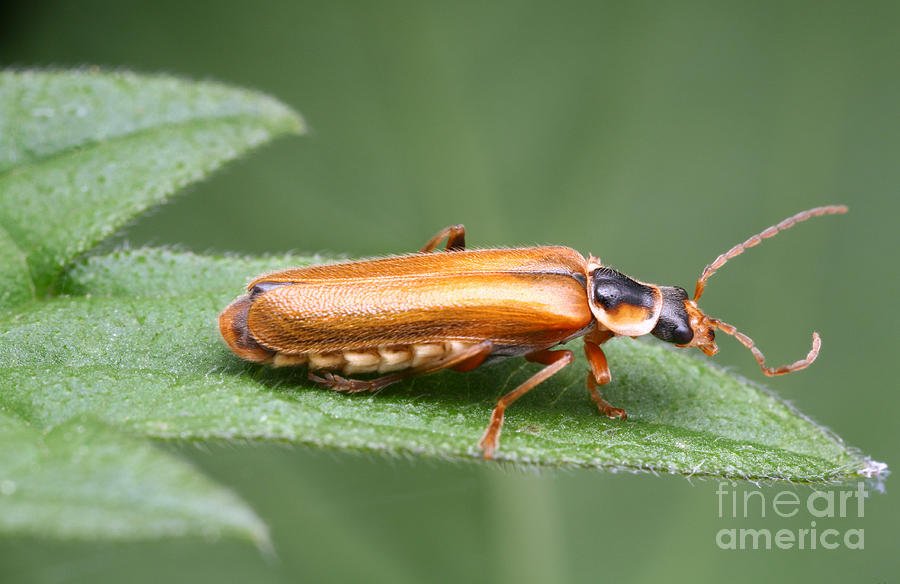 Soldier Beetle Photograph by Matthias Lenke