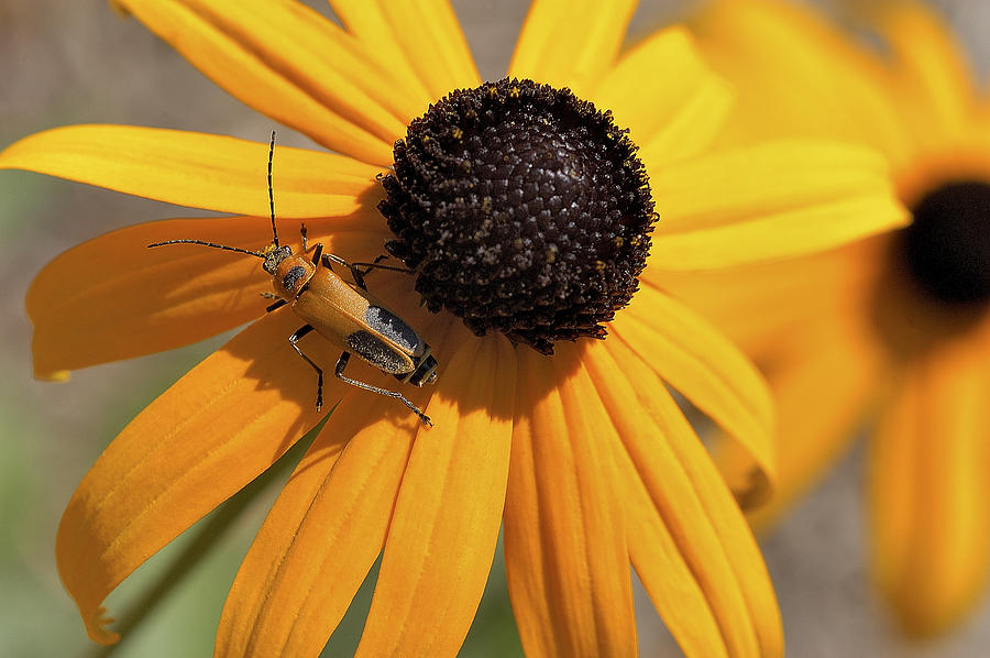 Soldier Beetle On His Flower Photograph by Dick Pratt