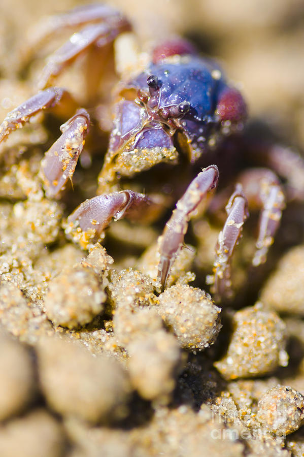 Soldier Crab at Tasmanian beach. Macro wildlife Photograph by Jorgo Photography