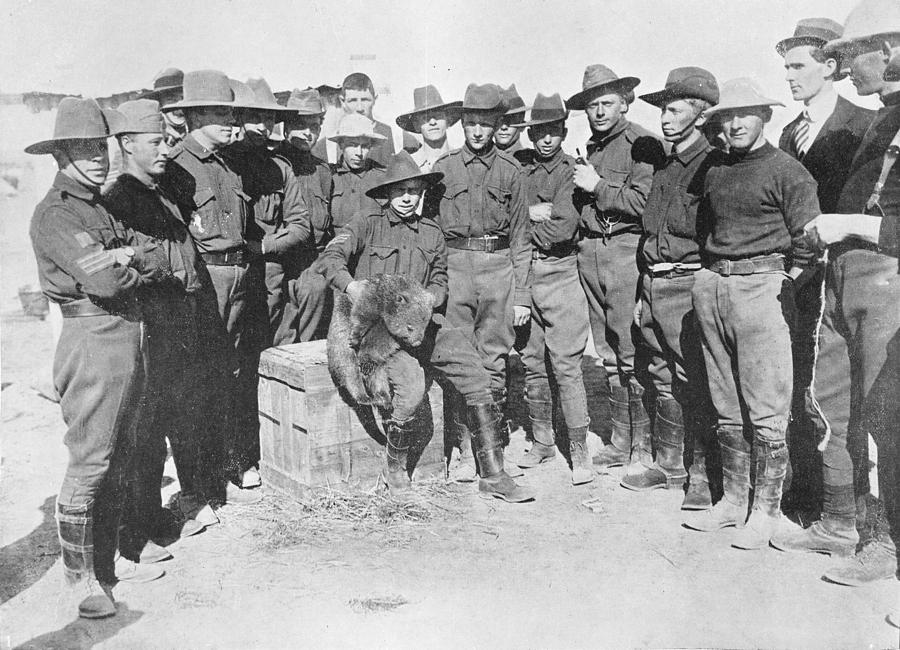 Soldiers- gathered around a wombat at Brighton Camp, World War One 1914 ...