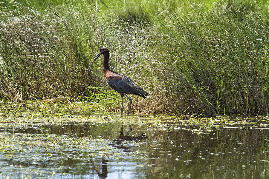 Sole Glossy Ibis Photograph by Belinda Greb