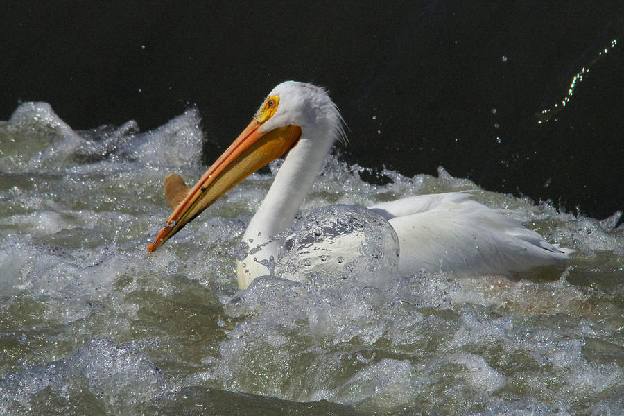 Sole Pelican  Photograph by Jeff Swan
