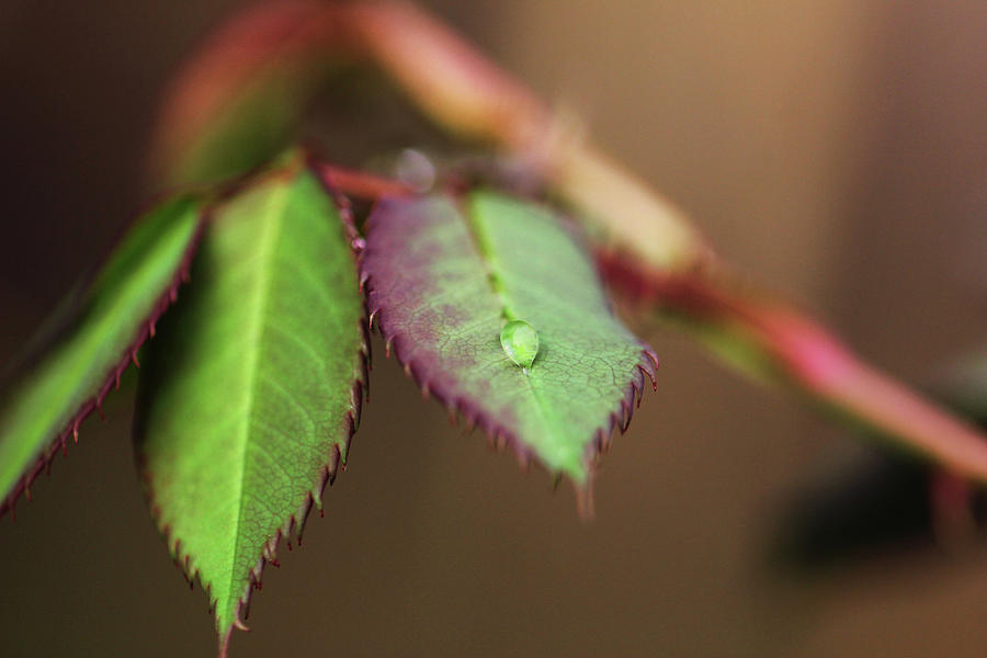 Sole Water Droplet on Rose Plant Leaf Photograph by Prakash Ghai