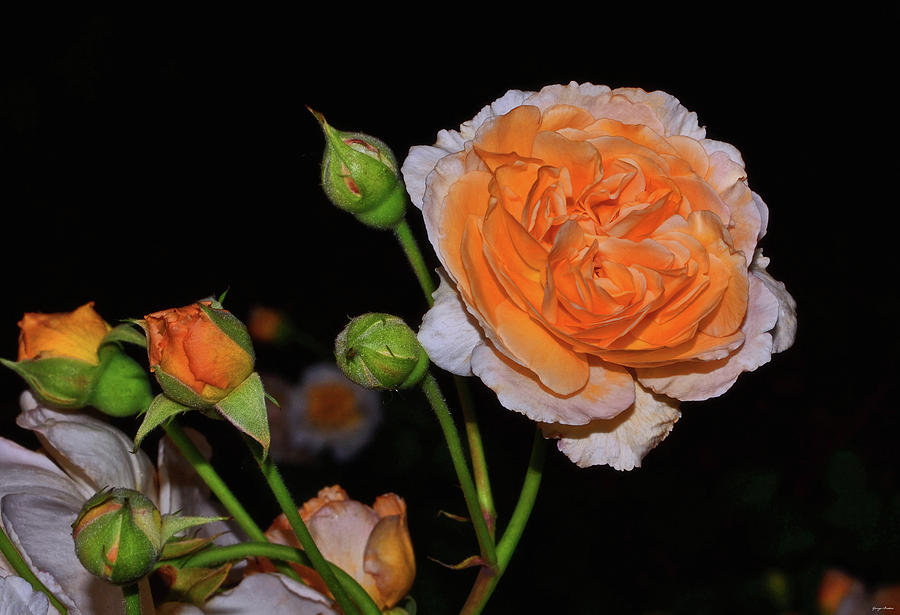 Soleil dor - Hybrid Foetida Rose 001 Photograph by George Bostian