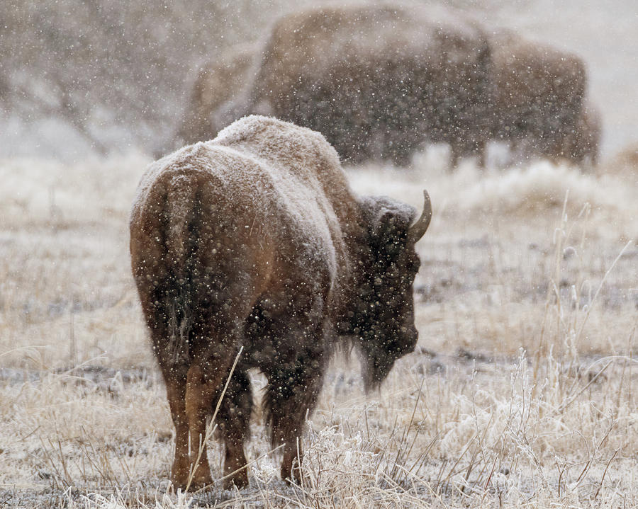 American Bison in Snow Photograph by Philip Rodgers