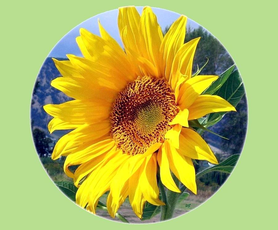 Sunflower Photograph - Solid Sunshine by Will Borden Sunflower Photograph - Solid Sunshine by Will Borden
