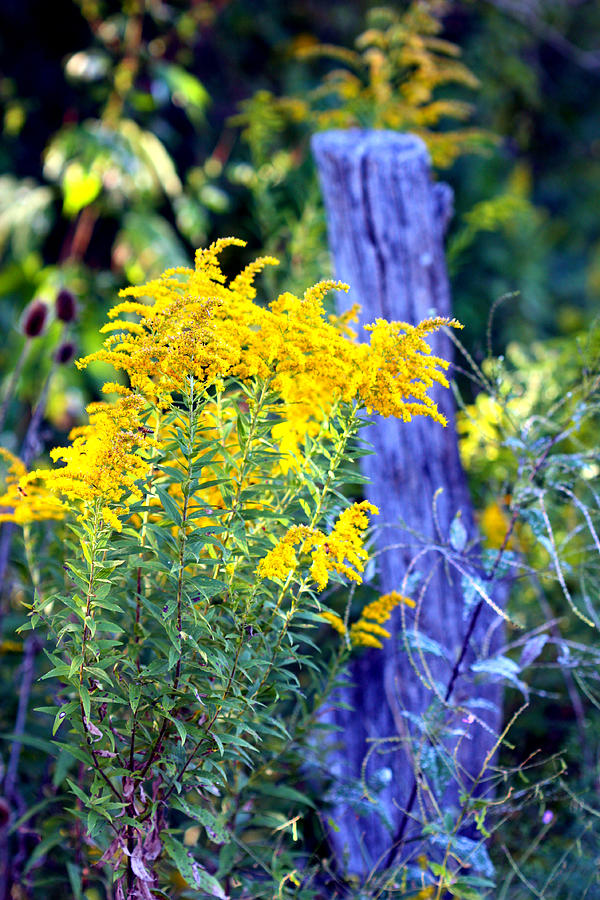 Solidago Photograph by Susie Weaver