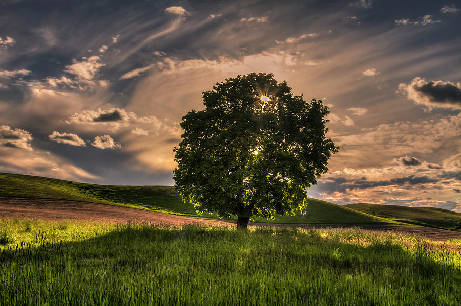Nature Photograph - Solitarty Backlit Tree in the Palouse by Mark Kiver
