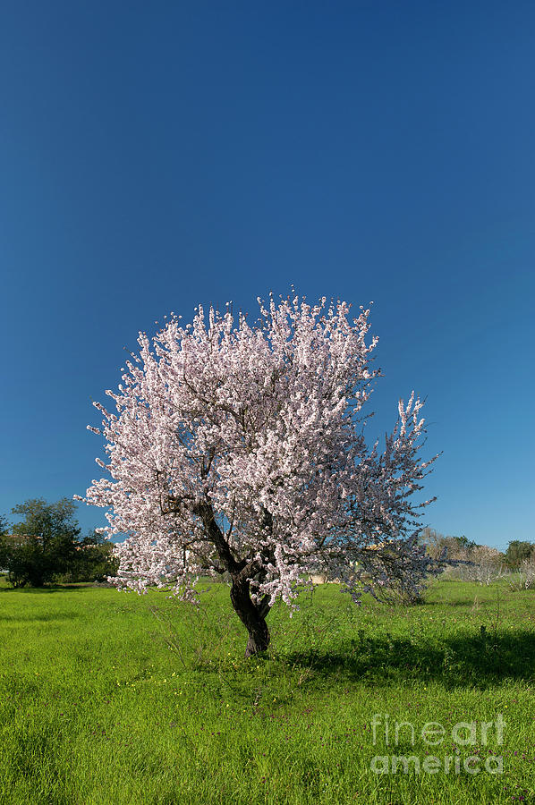 Solitary almond tree in Portugal Photograph by Mikehoward Photography