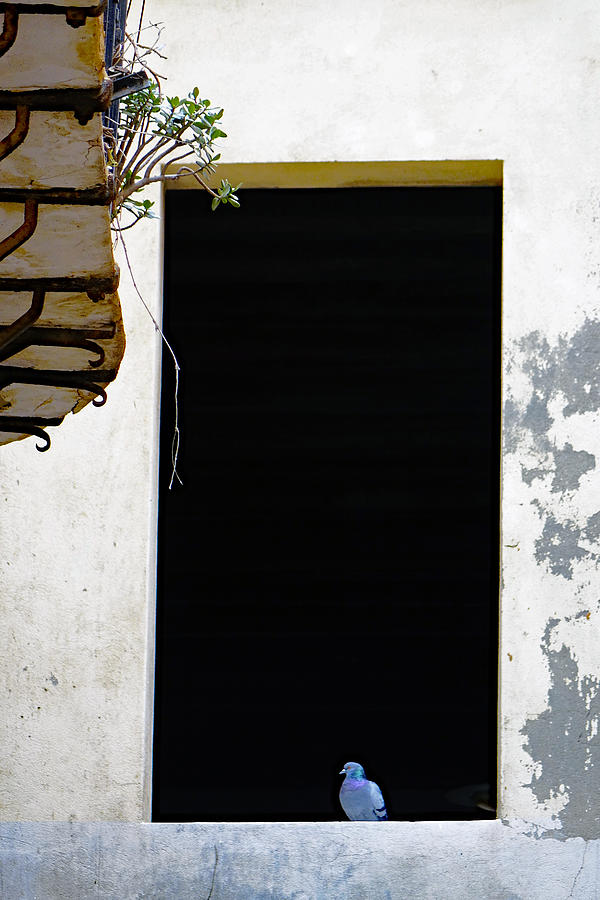 Solitary Bird In Window Opening In Cagliari Sardinia Photograph by Rick Rosenshein