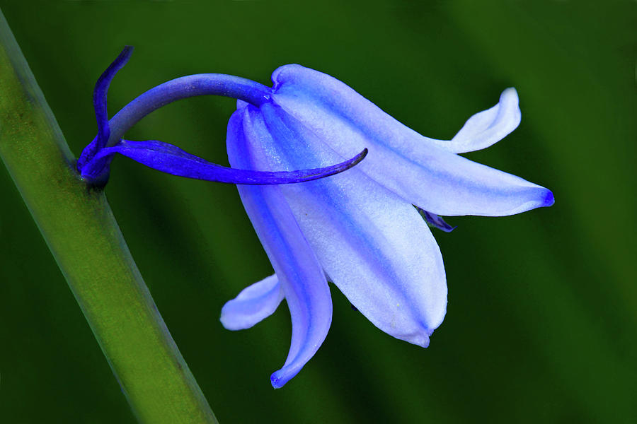 Solitary Bluebell Photograph by Carolyn Derstine