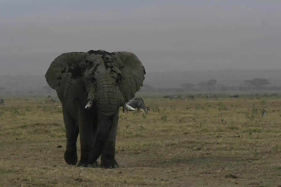 Solitary Bull Elephant Photograph by Gary Hall