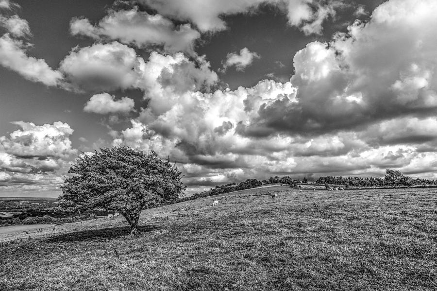 Solitary Downland Tree Photograph by Hazy Apple