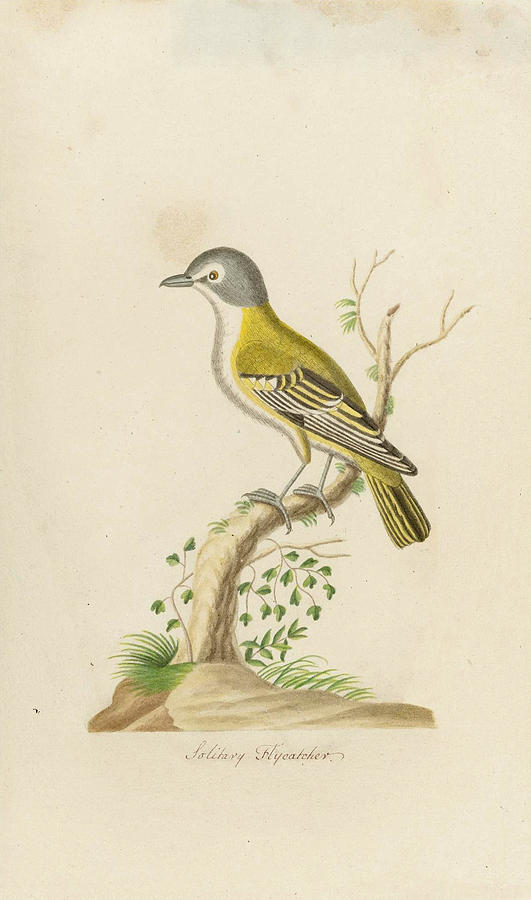 Solitary Flycatcher Drawing by John Abbot