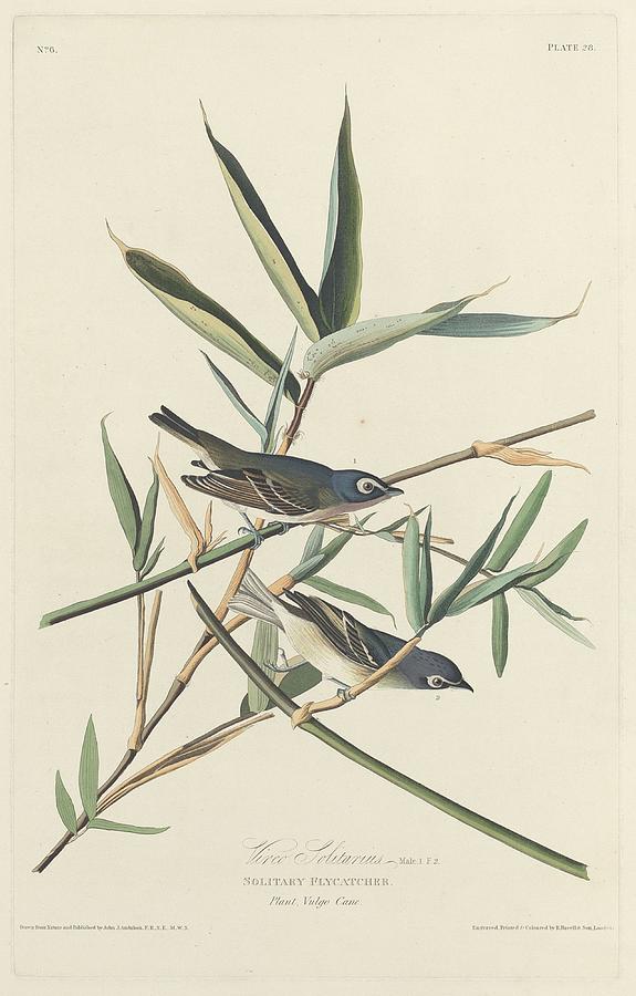 John James Audubon Drawing - Solitary Flycatcher by Dreyer Wildlife Print Collections 