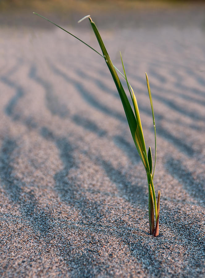 Solitary Grass On the Beach Photograph by Matt Hammerstein