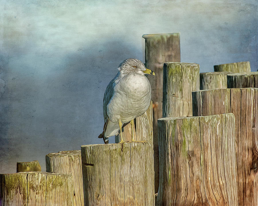 Solitary Gull Photograph by Cathy Kovarik